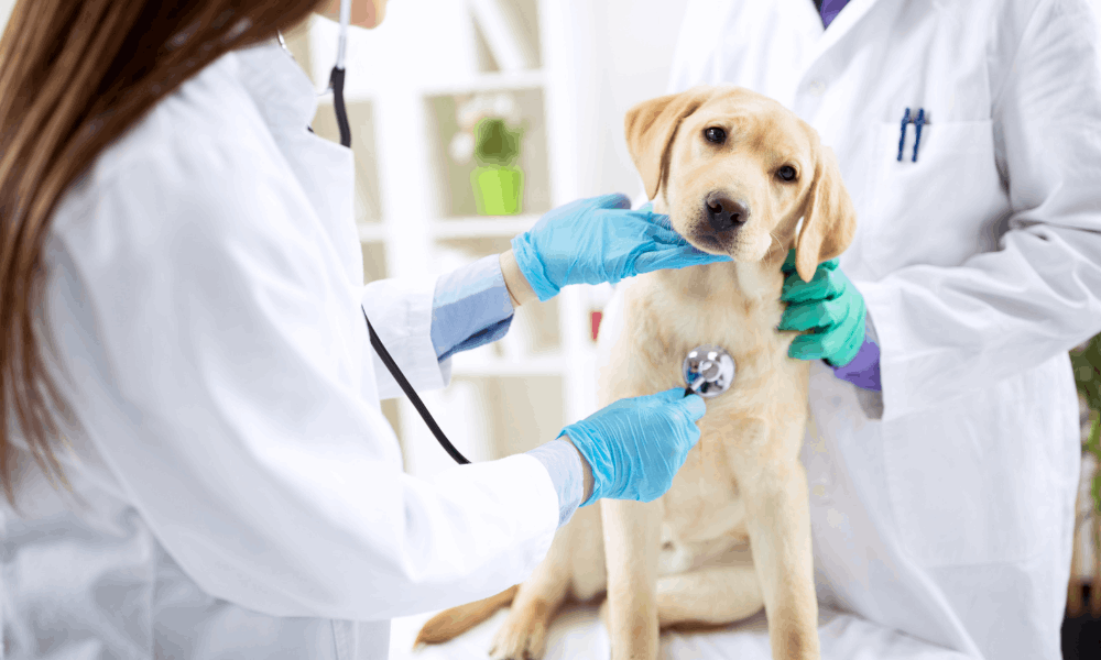 AURA Veterinary and Arthrex Vet Systems Revolutionise Animal Cancer Care with CuttingEdge