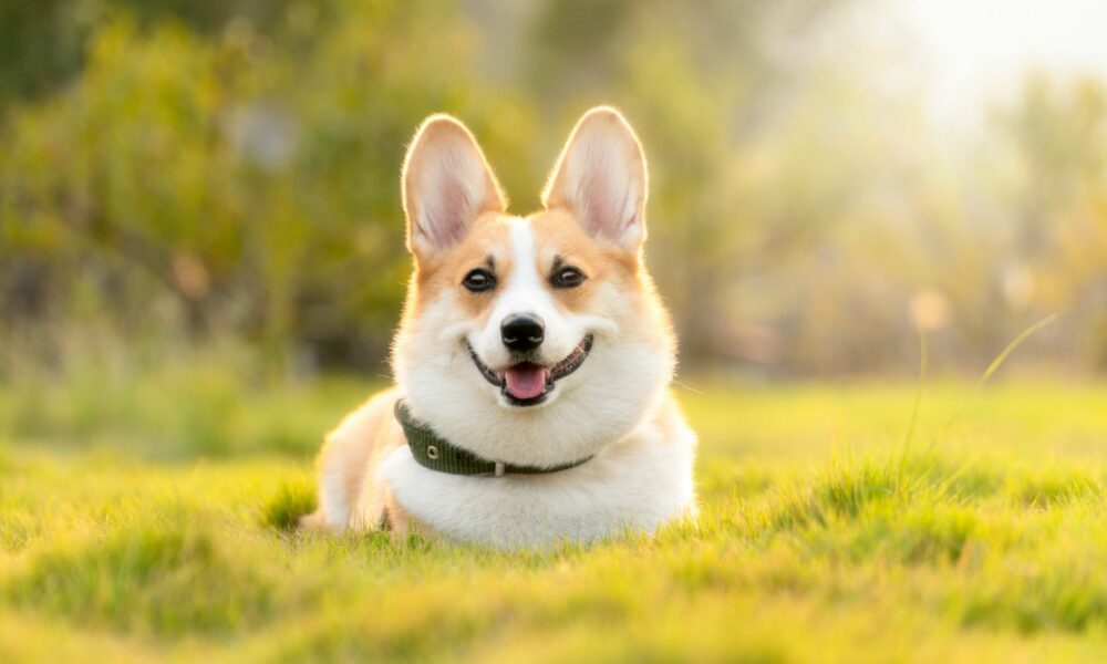 Aura Veterinary dog, happy dog, Canine chemotherapy trials, university of Surrey Collaboration