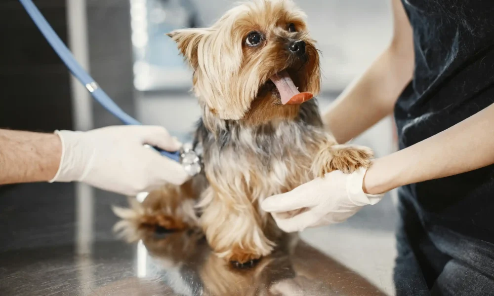 Dog at vet having its heartbeat listened to by vet