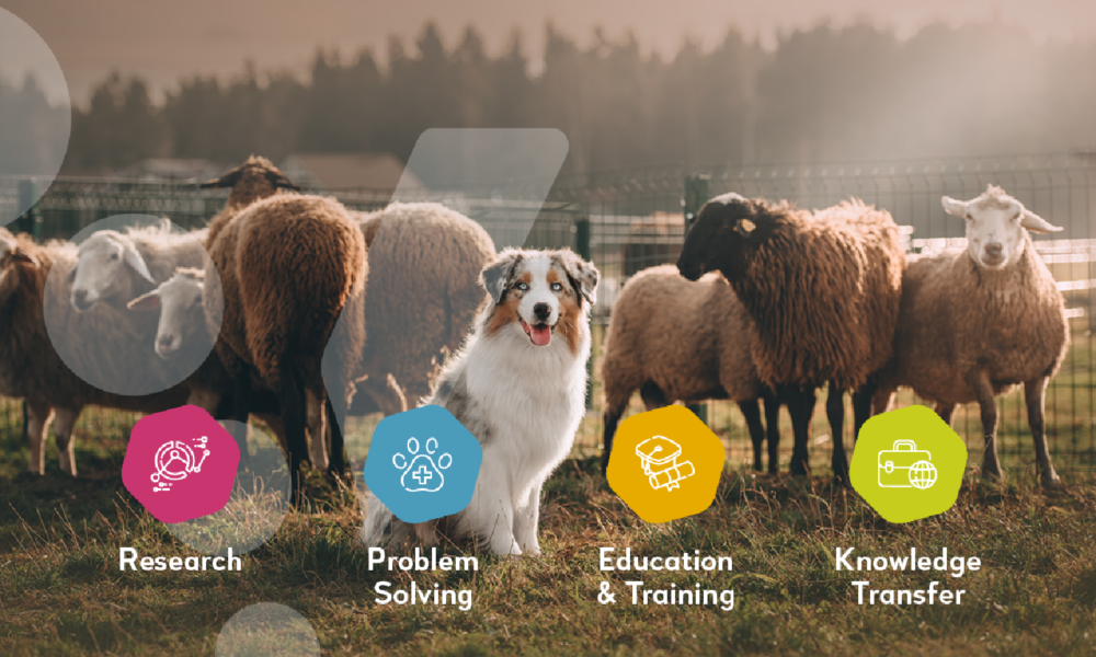 farm animals with a sheepdog in the centre