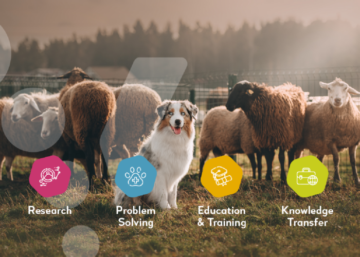 farm animals with a sheepdog in the centre