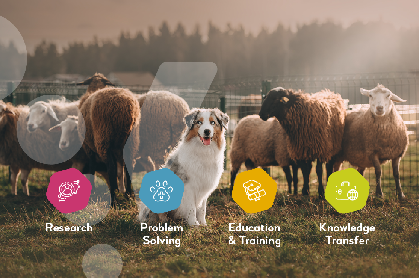 farm animals with a sheepdog in the centre