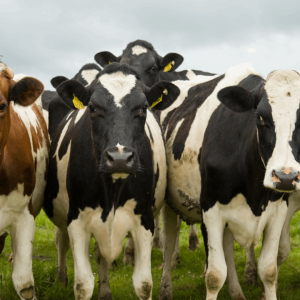 A a head-on image of five dairy cows, below logos for vHive and Zoetis.