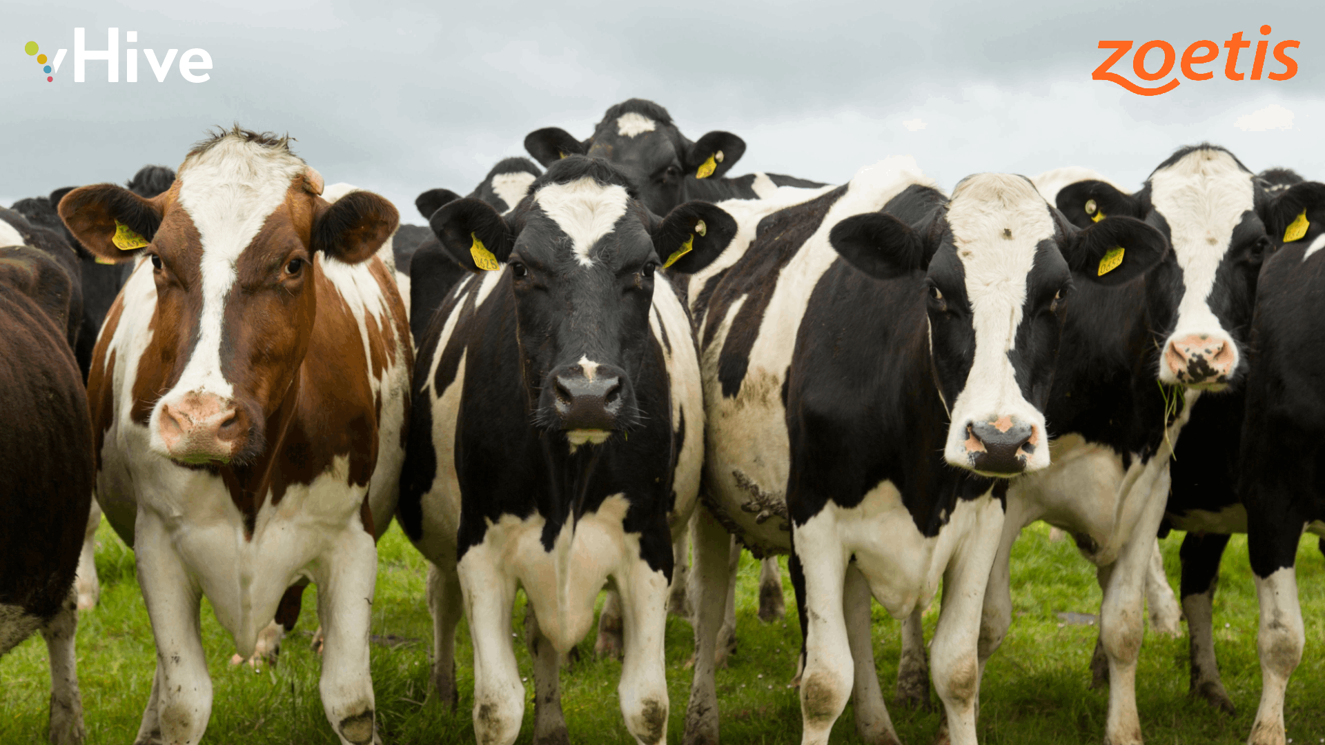 A a head-on image of five dairy cows, below logos for vHive and Zoetis.