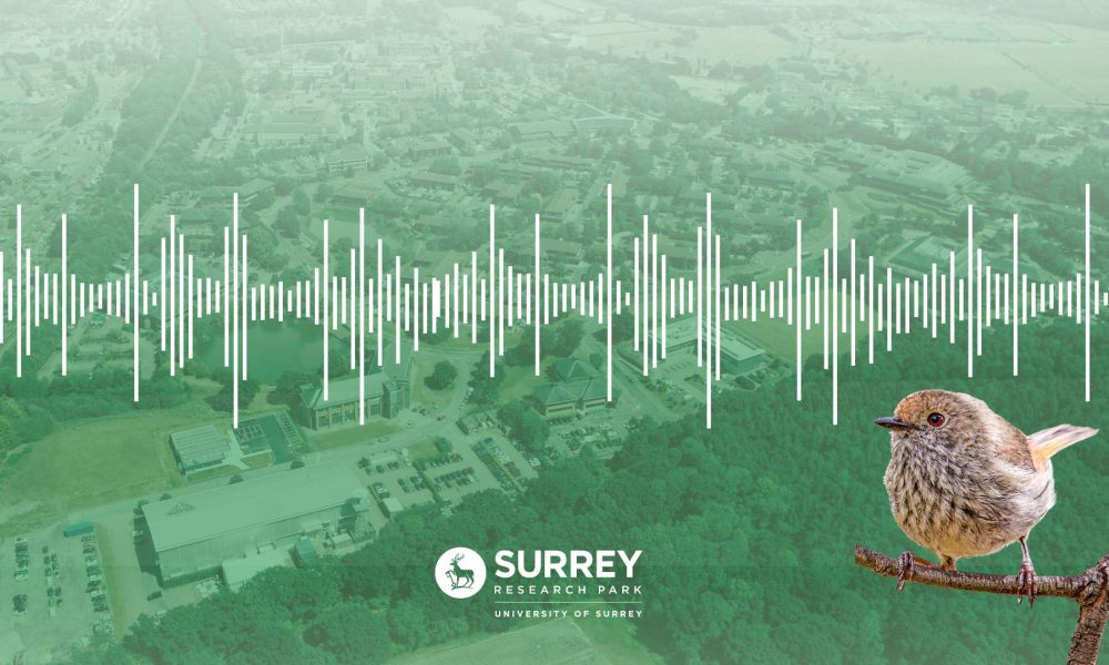 Birdsong at the Park